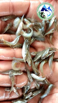 Gulsa Tengra Fish Seed