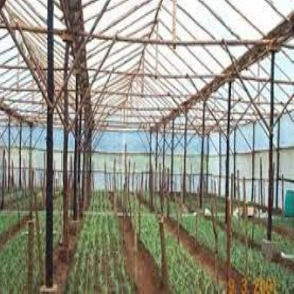 Wooden Structure Polyhouse - Features: Eco Friendly
