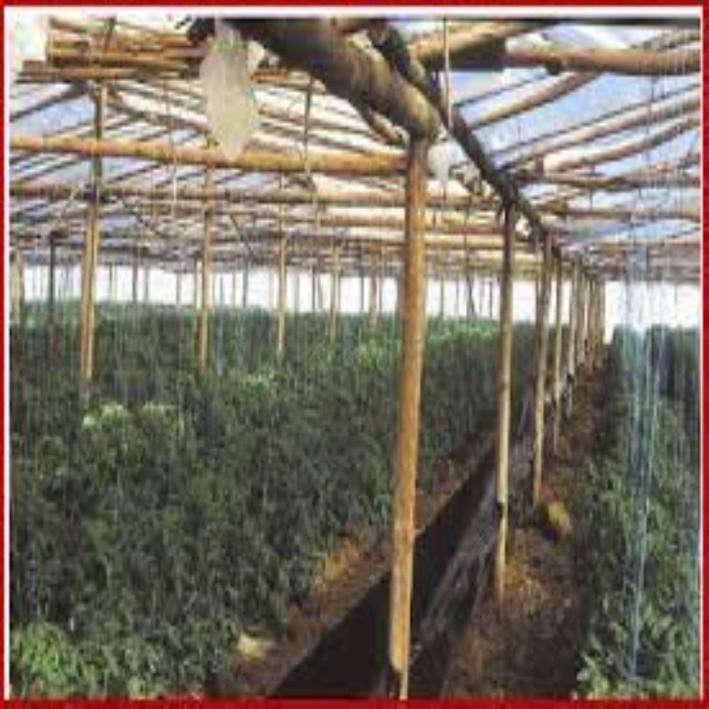Wooden Structure Polyhouse - Features: Eco Friendly