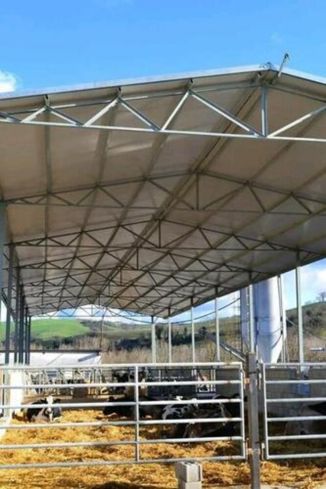 Cow Dairy Farm Shed