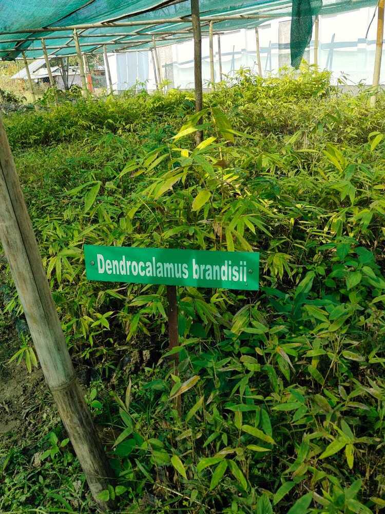 Brandisi bamboo ed