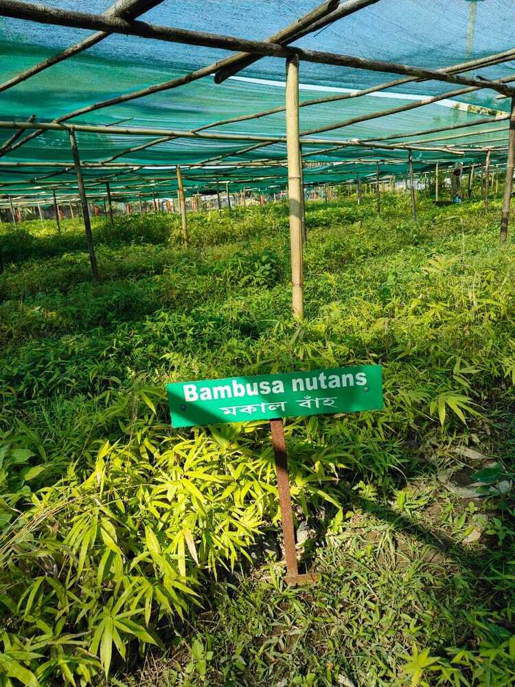 Multiplex bamboo