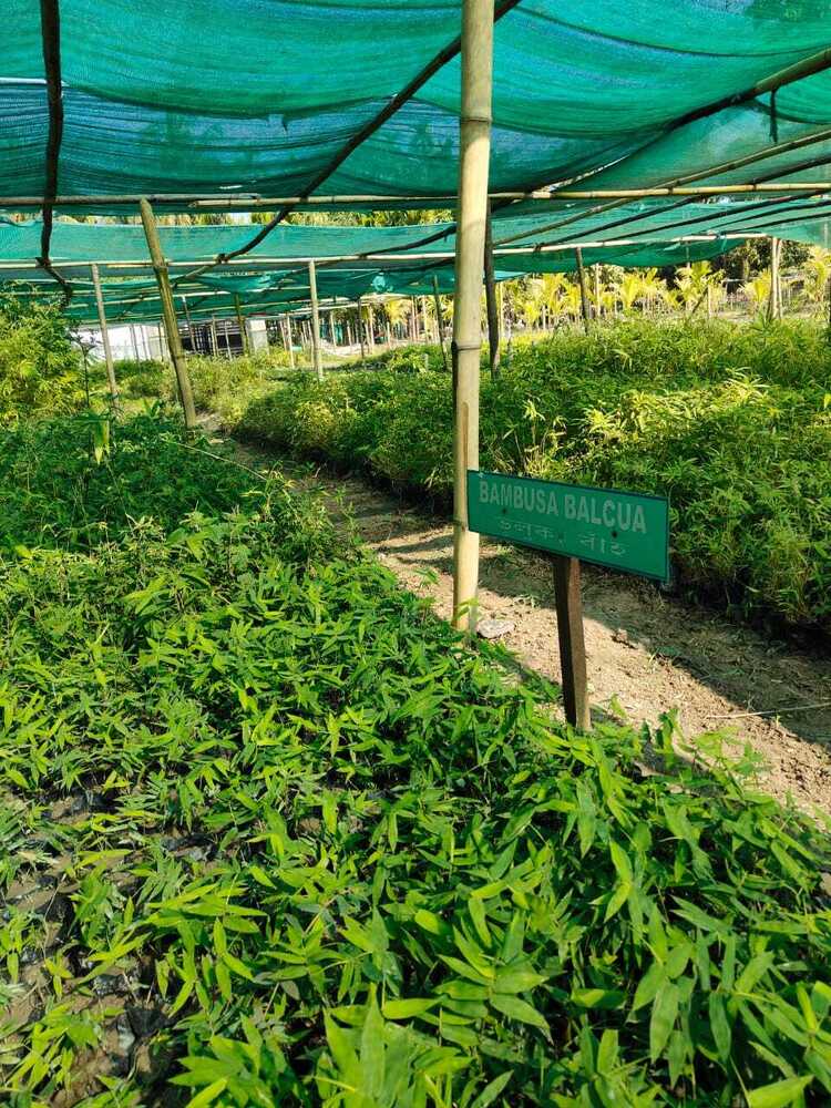 Balcoa bamboo
