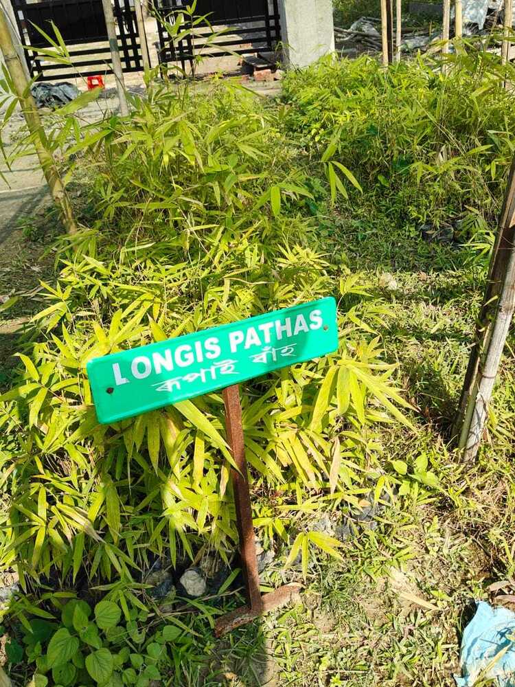 Longispates  bamboo