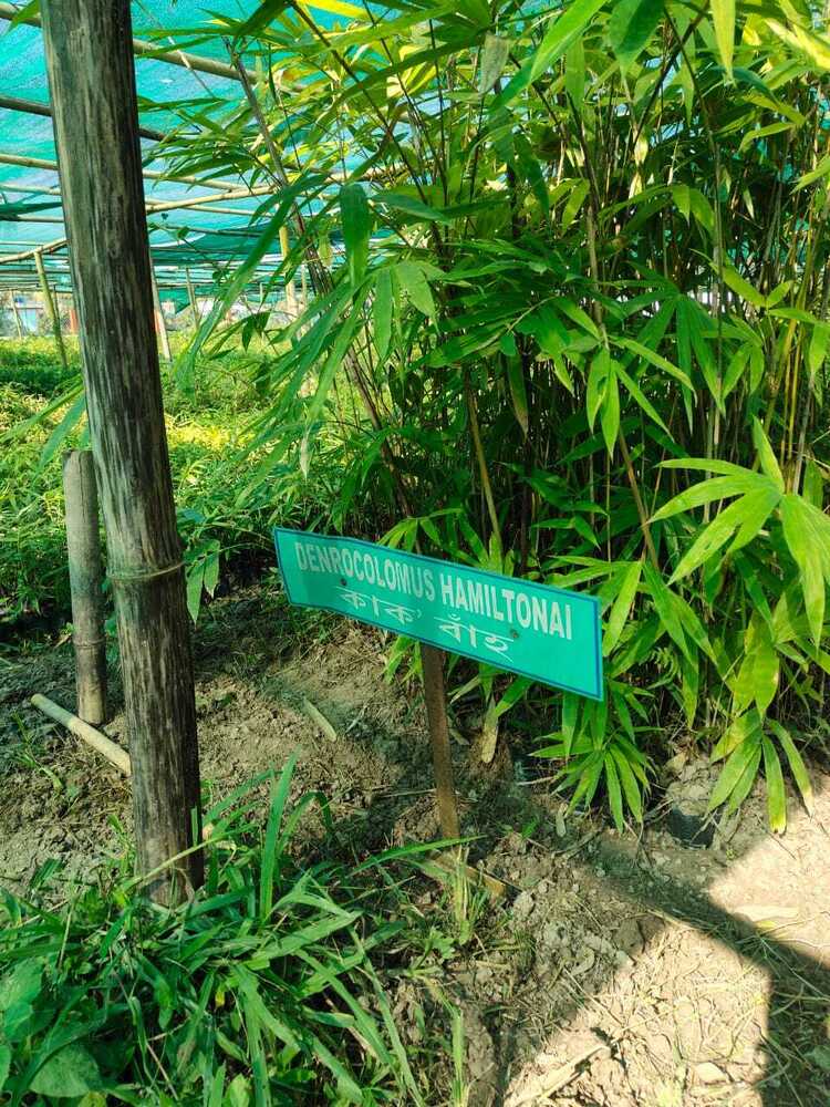 Hamilton bamboo