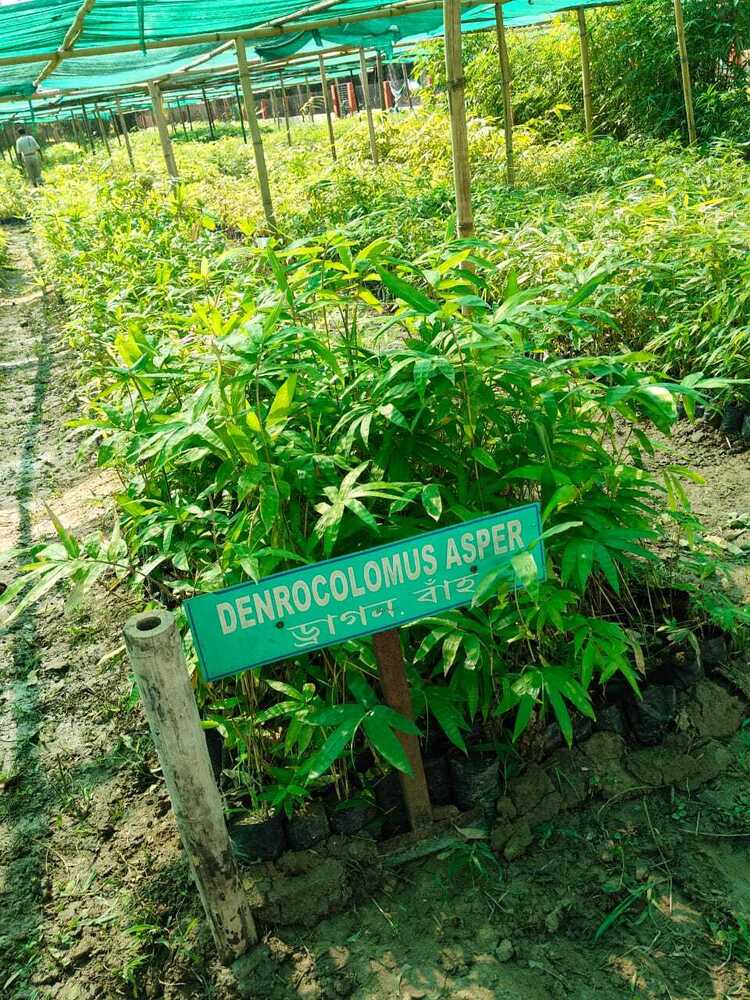 Asper bamboo