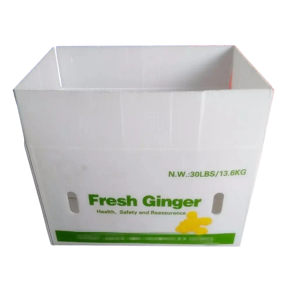 Pp Ginger Plastic Box - Color: White