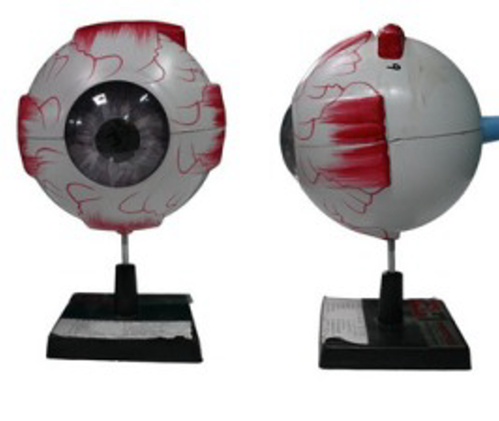 Eye With Detachable Part Model - Application: Hospital