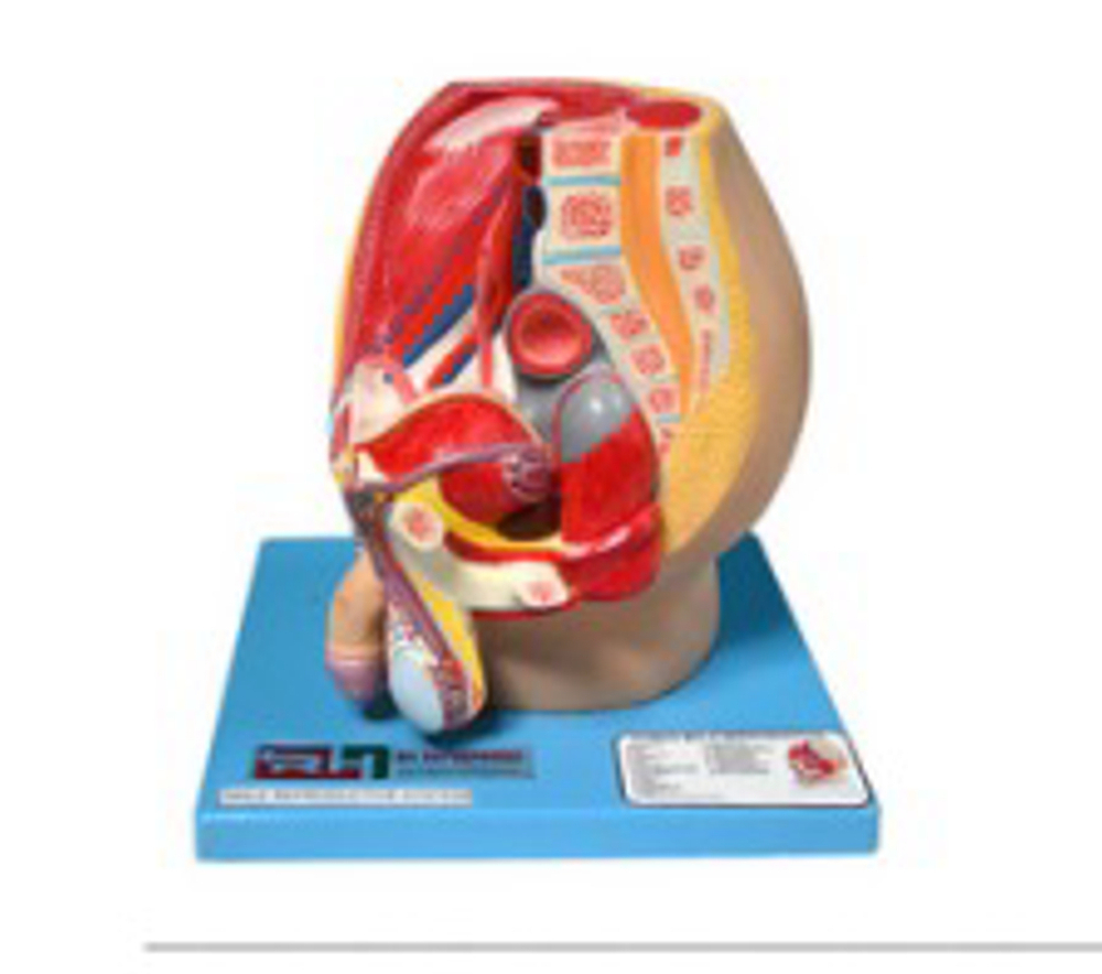 Male Reproductive System Model - Application: Hospital