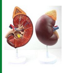 Human Kidney Model - Application: Hospital