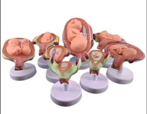 BEST PRICE Embryo Set Imported