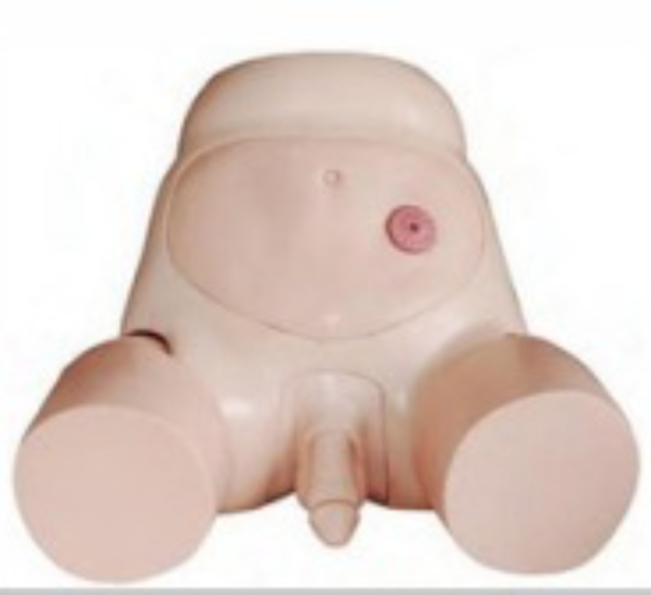 Best Price Male Catheterization Model - Application: Hospital