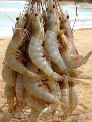 Prawns Fish