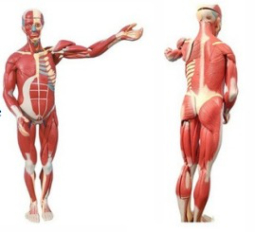 Internal Muscles Of Organ Human Body Manikin - Application: Hospital