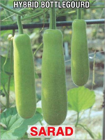 हाइब्रिड बोतल - लौकी के बीज