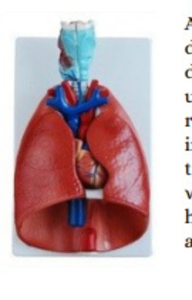 Best Price Lung Trachea Detachable Part With Superior Model - Application: Hospital