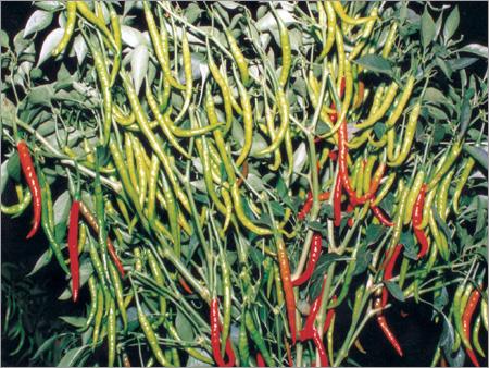 मिर्च के बीज