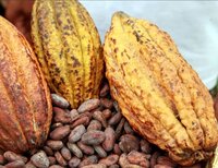 cacao beans