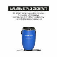 Sargassum Seaweed Extract
