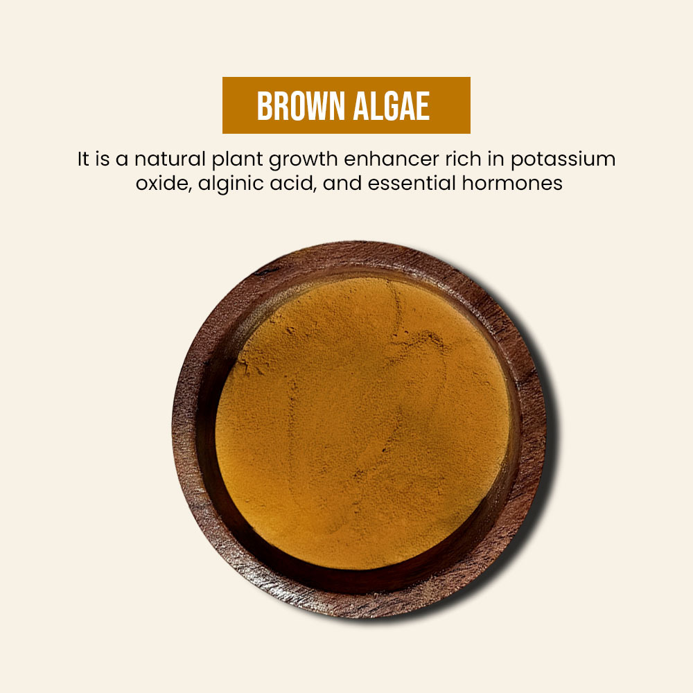Brown Algae Chemical - Grade: Industrial