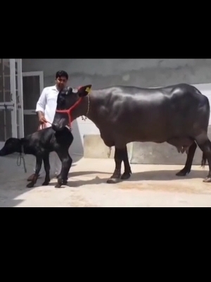Murrha Buffalo - Color: Black