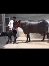 Murrha buffalo