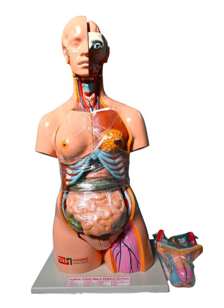 Cheapest Price Torso Model - Color: Multi Color