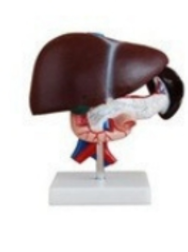 Cheapest Price Human Liver, Pancreas And Duodenum Model - Application: Hospital