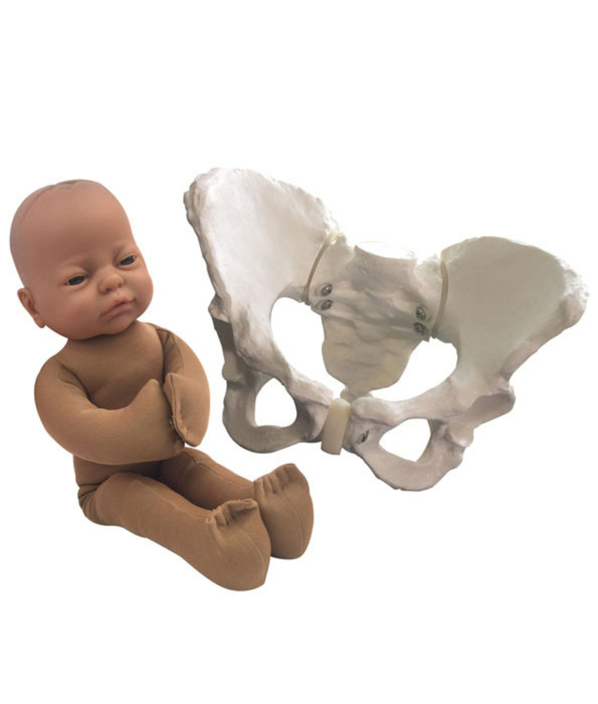 Pelvis With Baby - Assembly: No