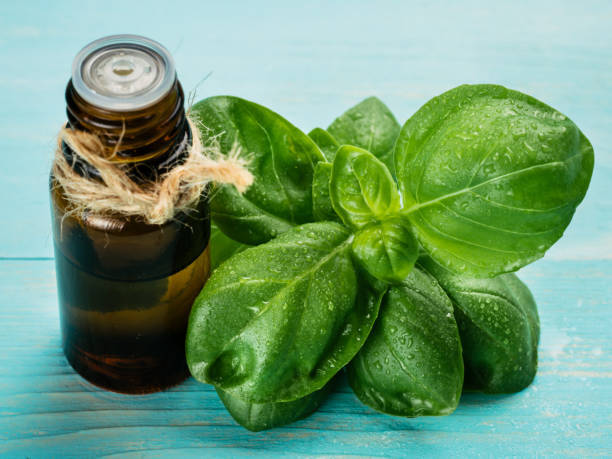 Basil Essential Oil - Purity: 99%