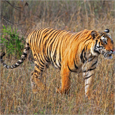 ओवरलैंड ट्रैक फोटोग्राफी टूर