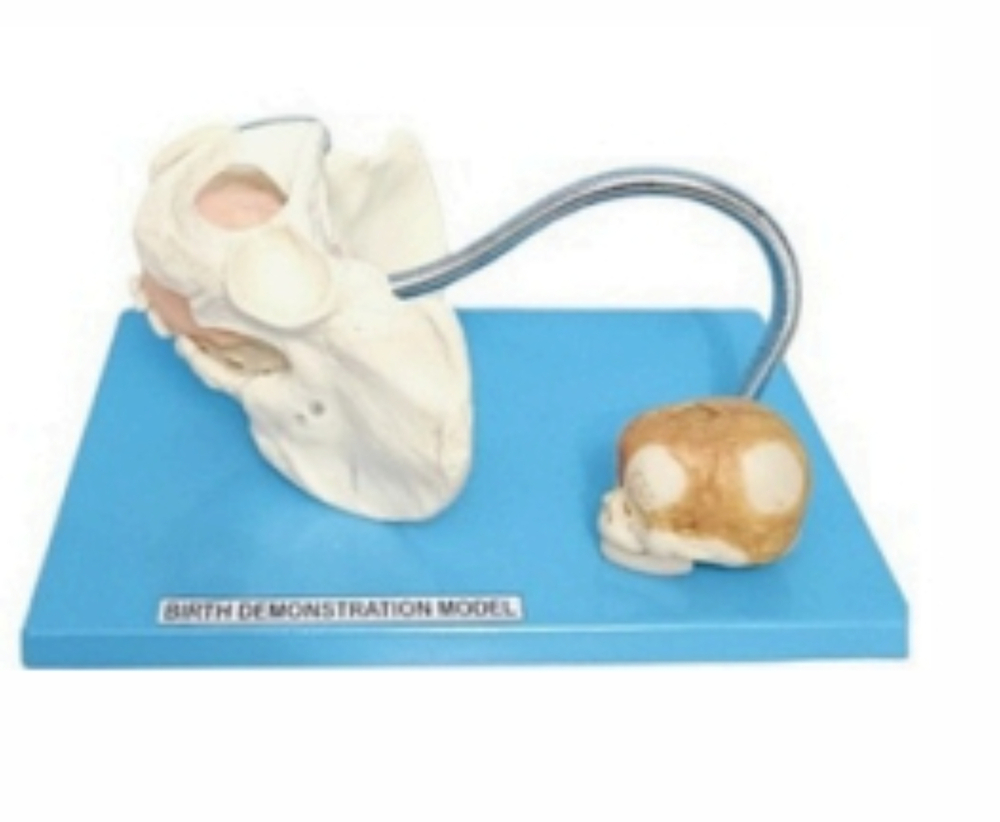 BEST PRICE BIRTH DEMONSTRATION  MODEL WITH PELVIS