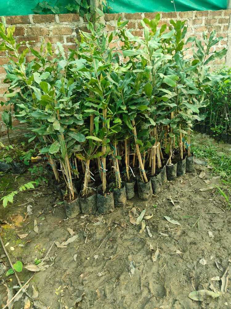 Persimmon grafted fuyu