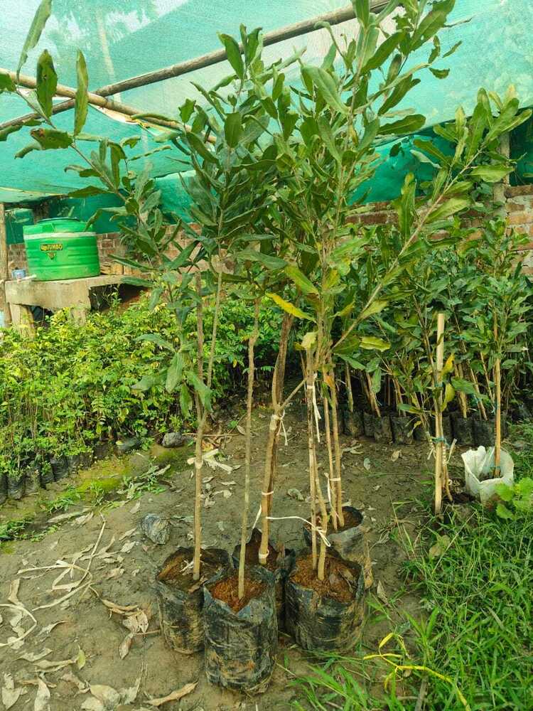 Persimmon grafted fuyu
