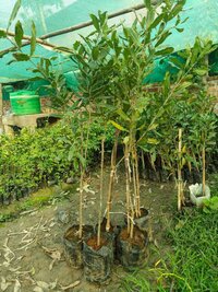 Persimmon grafted fuyu