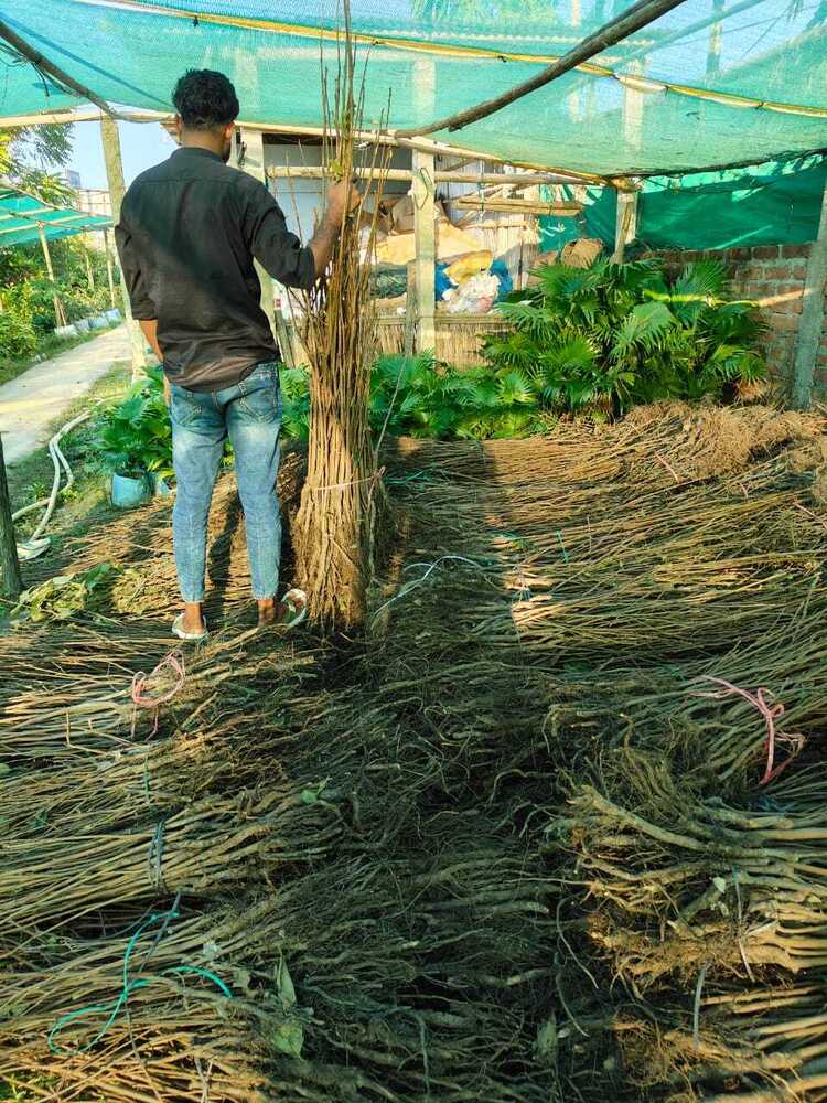 Macadamianut seedlings plant