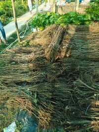 Macadamianut seedlings plant