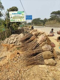 Macadamianut seedlings plant