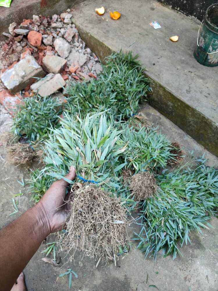 Tulda bamboo seedlings