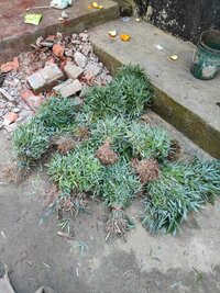 Tulda bamboo seedlings