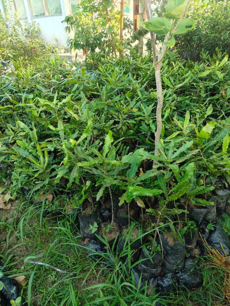Macadamianut seedlings plant