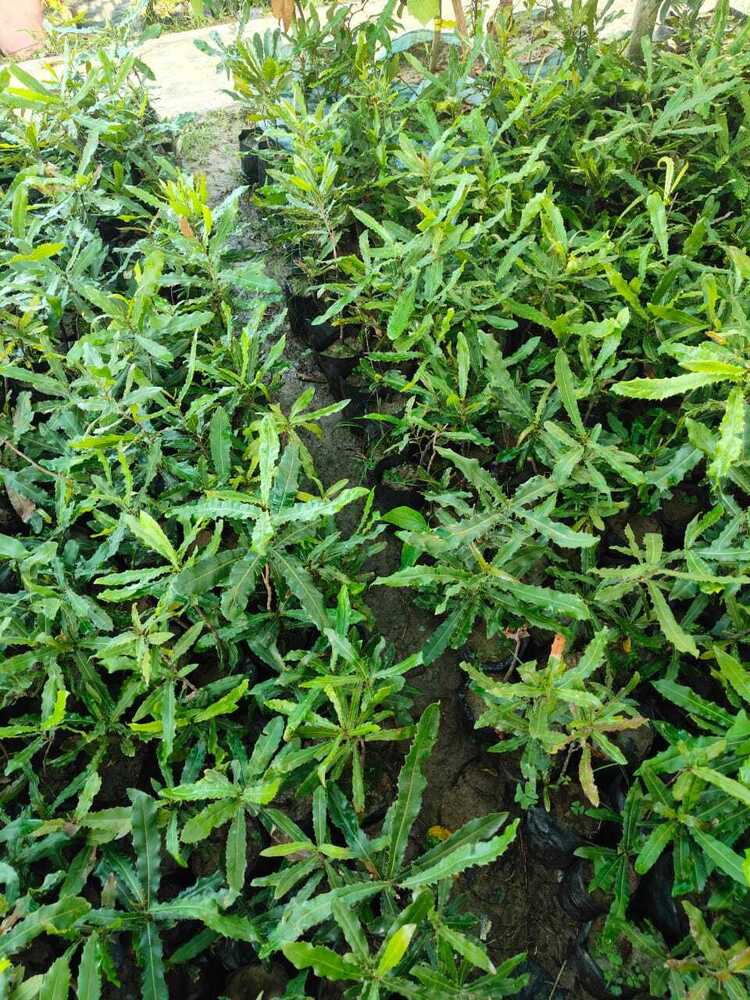 Macadamianut seedlings plant