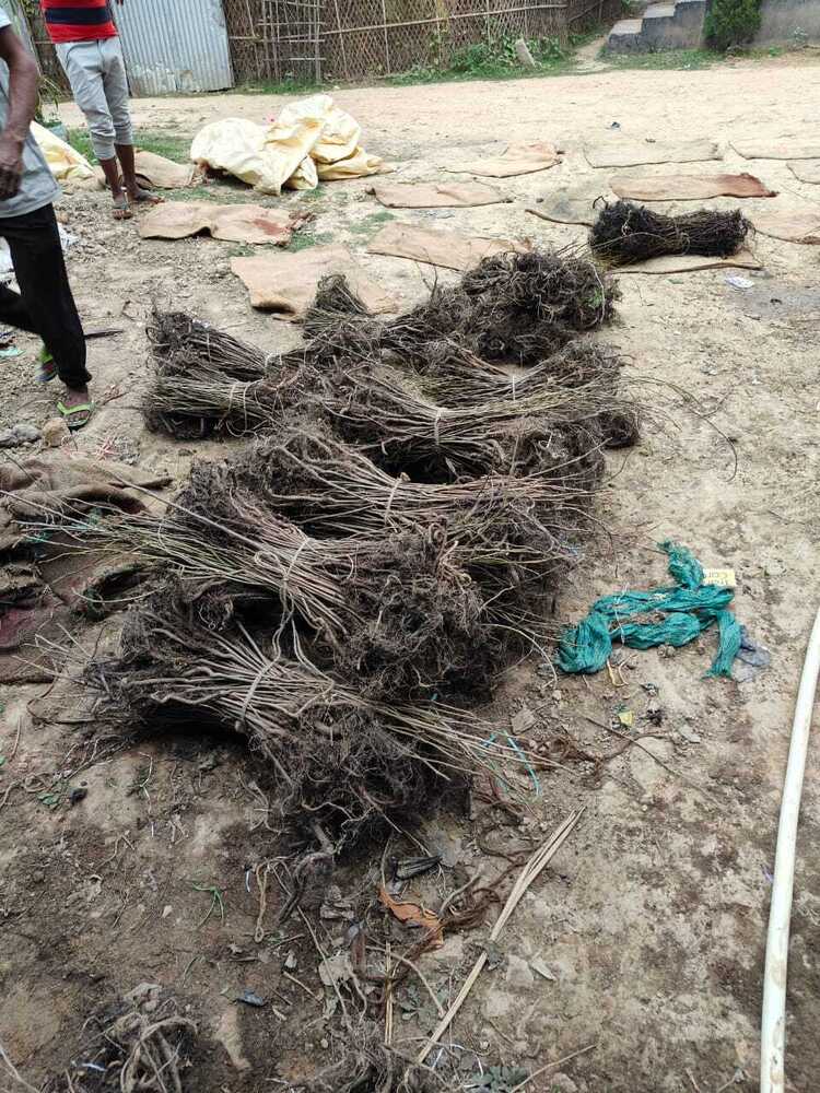 Macadamianut Seeds - Breed: Best