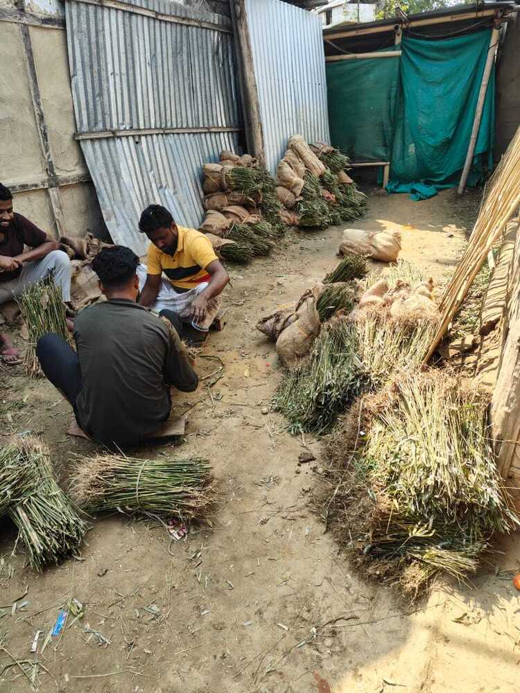 Pecannut seedlings plant
