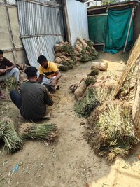 Pecannut Seedlings Plant - Breed: Best