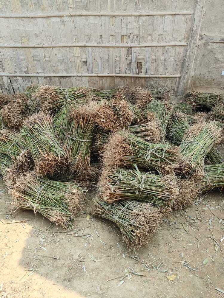 Pecannut seedlings plant