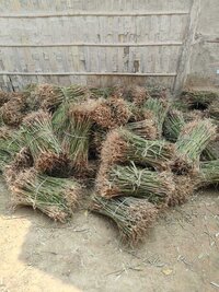 Pecannut seedlings plant
