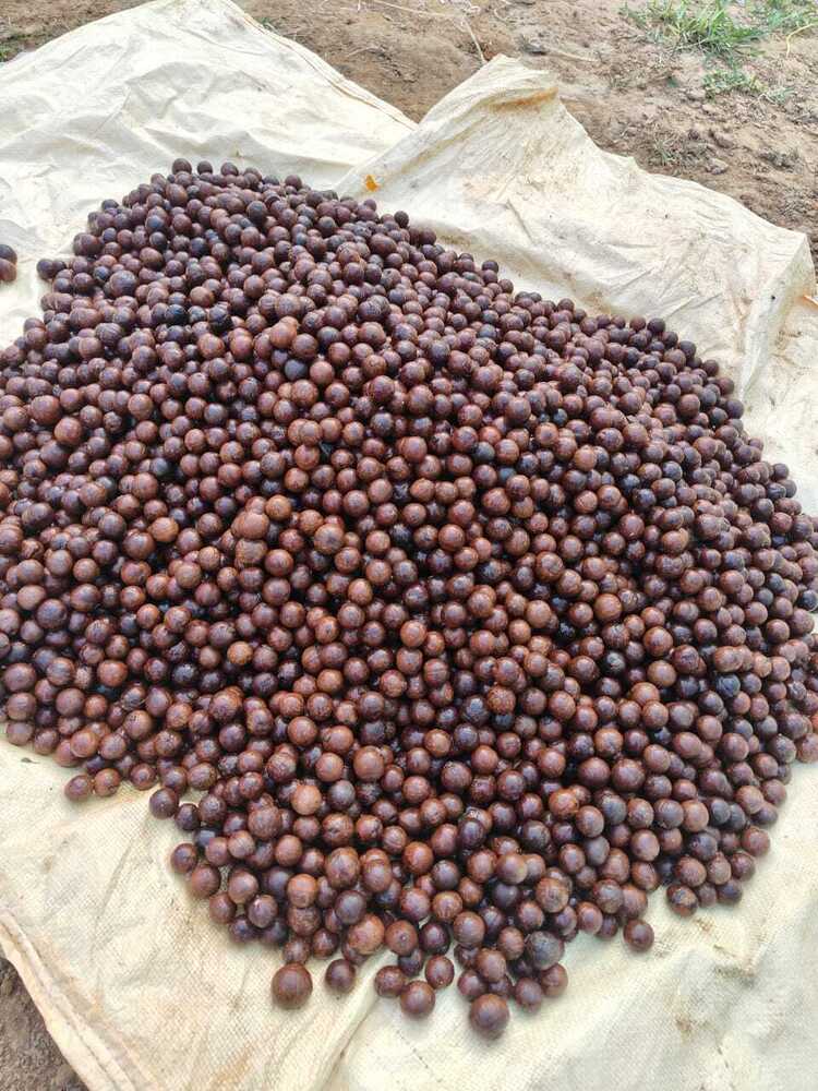 Red sandalwood plant