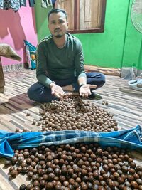 Red sandalwood plant