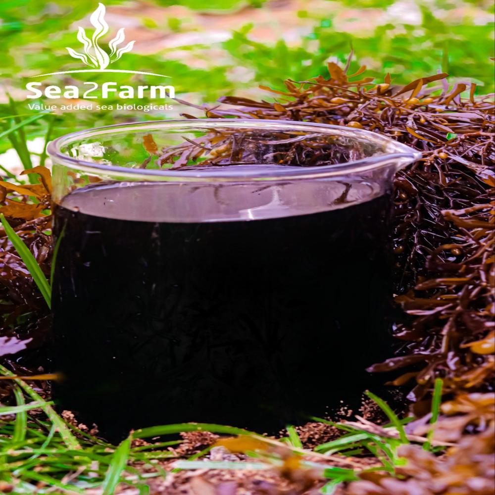 Fco Grade Kappaphycus Alvarezii 7.2% Liquid - Purity(%): 98%